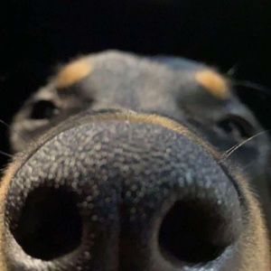 Meet your Posher, Mark